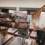 Spalis – senjorų mėnuo Kauno Tado Ivanausko zoologijos muziejuje