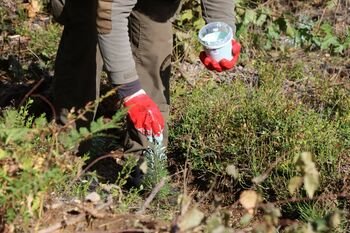 Rudenį miškininkai saugo jaunus medelius nuo žvėrių daromos žalos