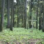 Partizanų palaikai gali likti neatpažinti, kovų vietos – sunaikintos: Paveldo komisija siūlo keisti jų apsaugą (Atnaujinta)