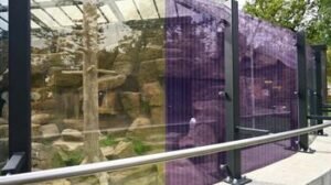 Lietuvos zoologijos sode – sprendimas, padedantis paukščiams išvengti susidūrimų su stiklu