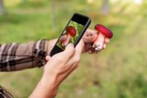 Grybų sezonas nesibaigė – 3 programėlės, kurias verta turėti telefone