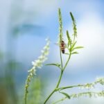 Tas pats bitynas, bet kasmet kitoks medus: kodėl derliaus skonį lemia gamta?