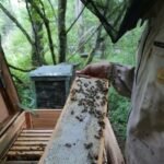 Skystas medus rudenį: taisyklė ar išimtis?