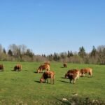 Europos žaliųjų prašoma įvertinti K. Mažeikos 19,6 mln. eurų paramos paskirstymą