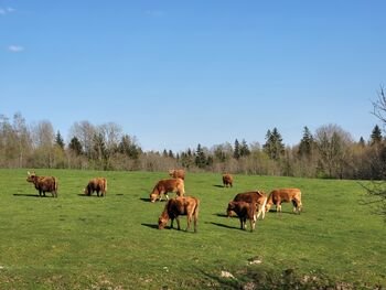 Europos žaliųjų prašoma įvertinti K. Mažeikos 19,6 mln. eurų paramos paskirstymą