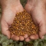 Kodėl bičių duonelės surenkama tiek mažai? Atsakymas slypi avilyje