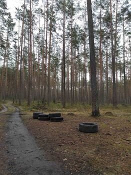 Miškuose paliktų padangų kaina: nuo žalos aplinkai iki baudų teršėjams