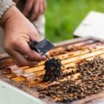 Bičių „klijai“, naudojami ir kosmetikos pramonėje: ką verta žinoti apie pikį?
