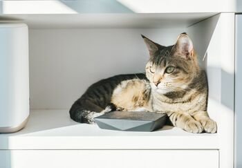 Namuose dingo internetas. Gal ant maršrutizatoriaus miega jūsų katė?