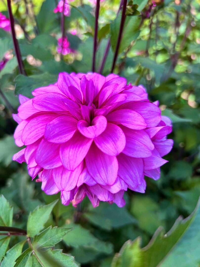 VDU Botanikos sodo jurginams Paryžiuje – pagrindinis komisijos prizas ir publikos įvertinimas